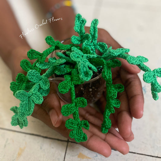 Crochet Pilea Baby Tears