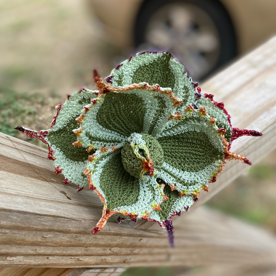 Dwarf Butterfly Agave