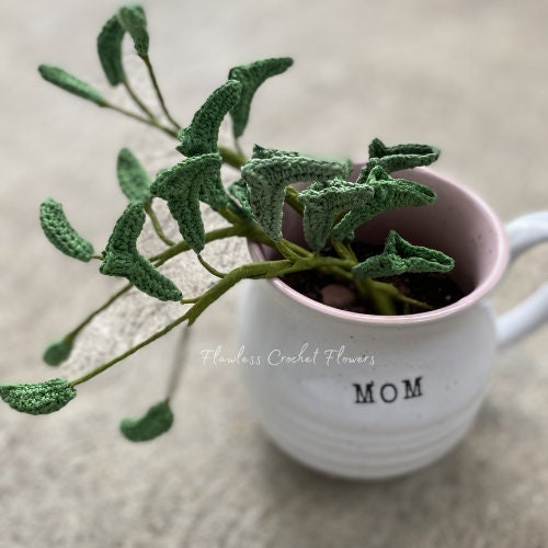 String Of Dolphins Succulent