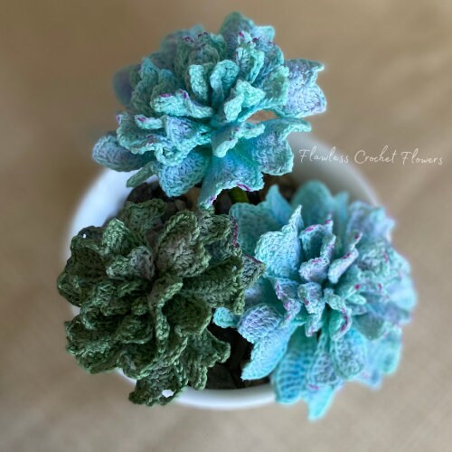 Echeveria Cubic Frost