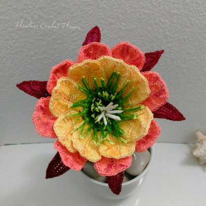 Apricot Glow Flowering Cactus