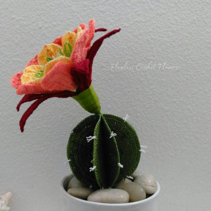 Apricot Glow Flowering Cactus