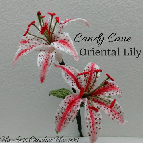 Stargazer Lily