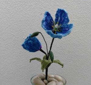 Himalayan Blue Poppy