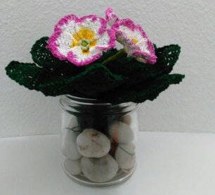 Raspberry Ripple Primrose