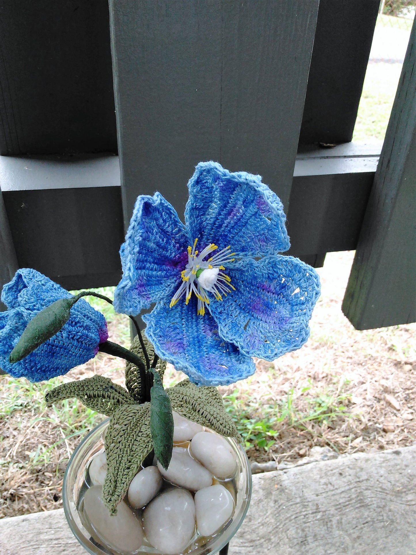 Himalayan Blue Poppy