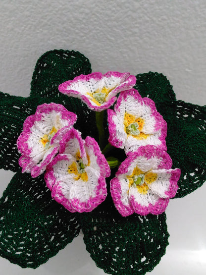 Raspberry Ripple Primrose