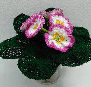 Raspberry Ripple Primrose