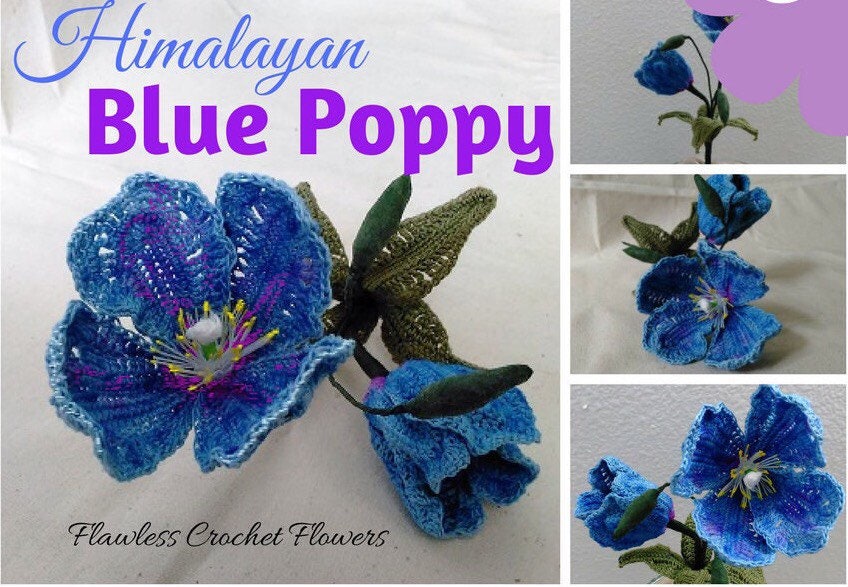 Himalayan Blue Poppy