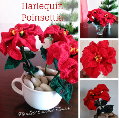 Poinsettia Harlequin