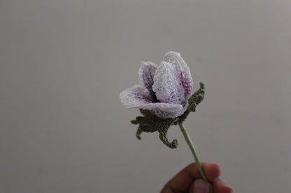Japanese Anemone