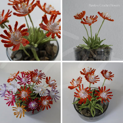 Jewel Of Desert Succulent