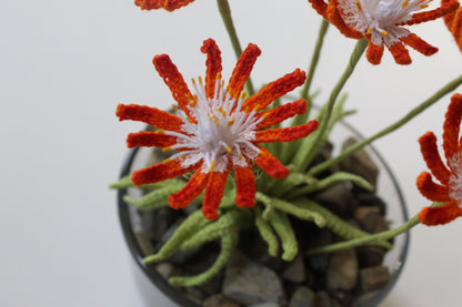 Jewel Of Desert Succulent