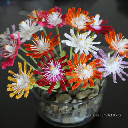 Jewel Of Desert Succulent