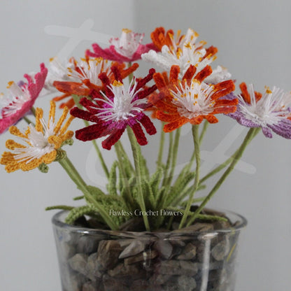 Jewel Of Desert Succulent