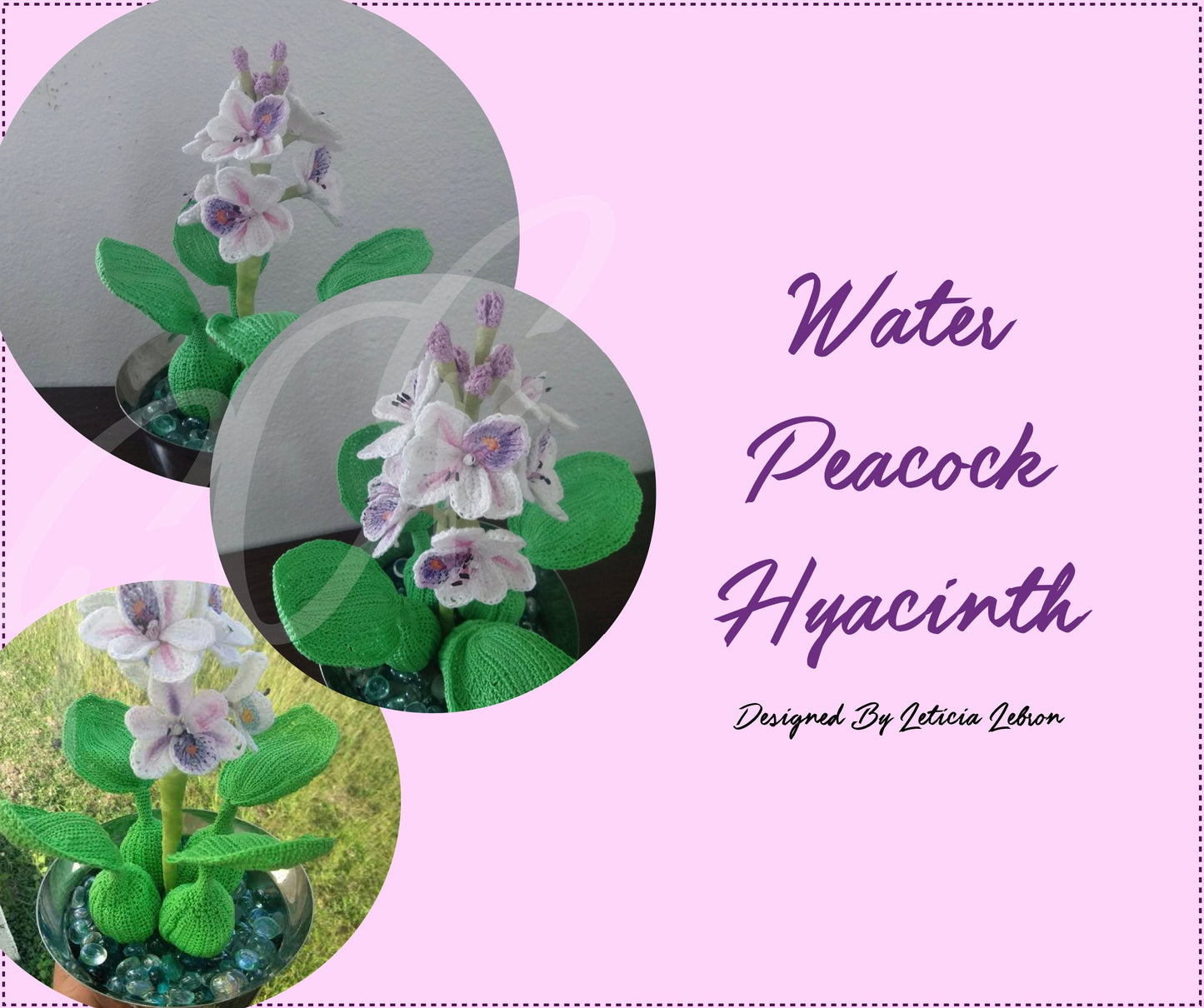 Peacock Water Hyacinth