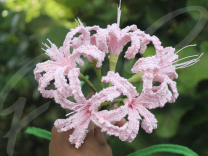 Crochet Nerine Lily