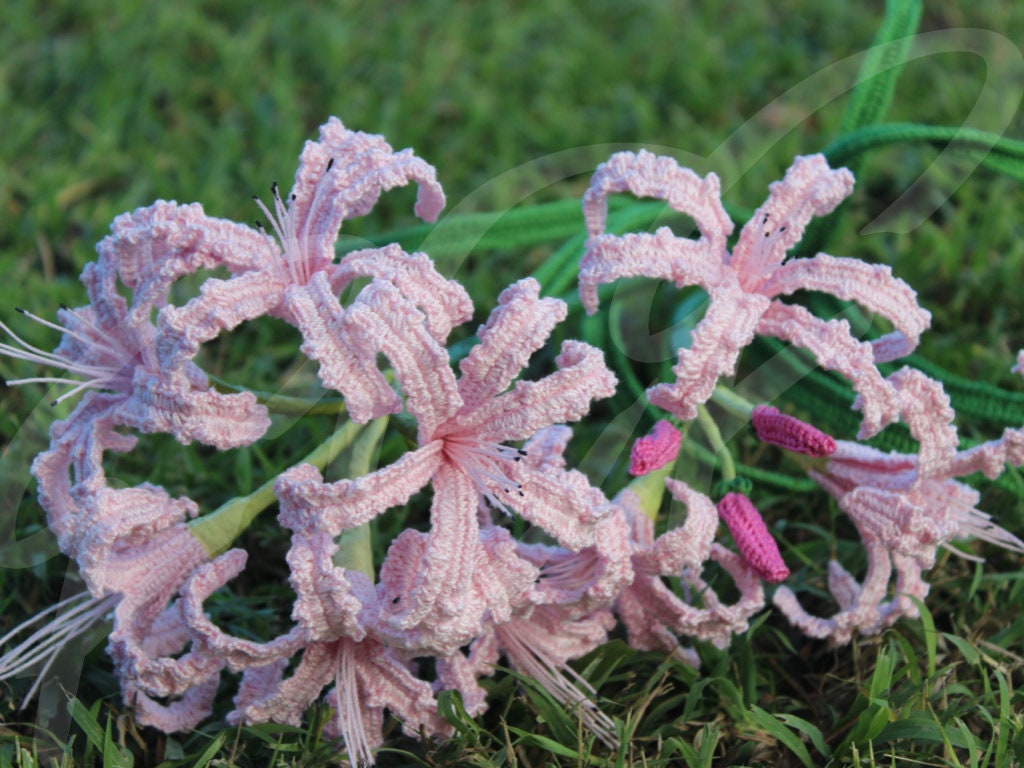 Crochet Nerine Lily