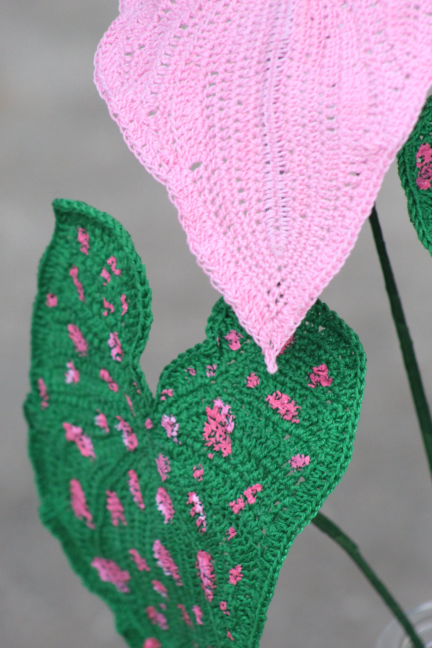 Freckles Crochet Caladium