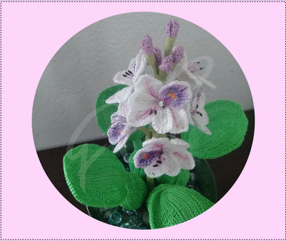 Peacock Water Hyacinth