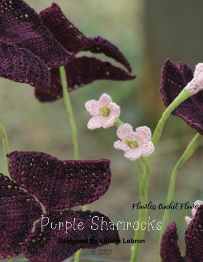 Oxalis Triangularis Shamrock