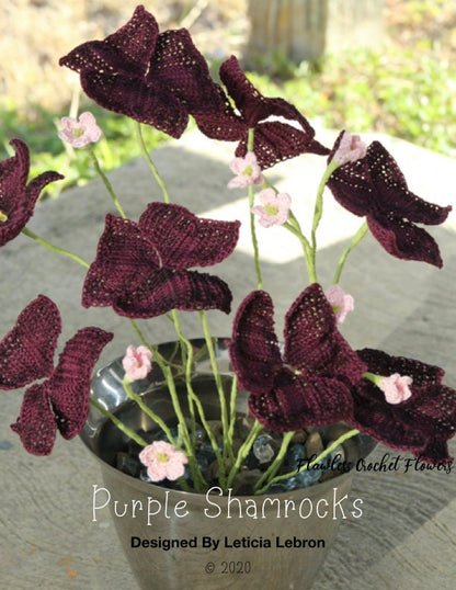 Oxalis Triangularis Shamrock