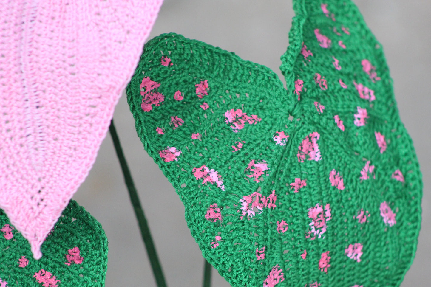 Freckles Crochet Caladium