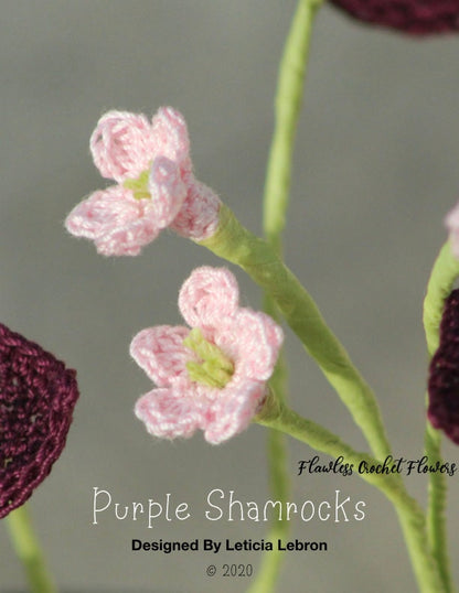 Oxalis Triangularis Shamrock