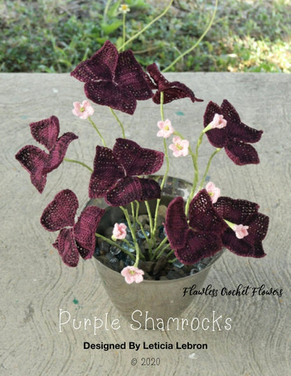 Oxalis Triangularis Shamrock