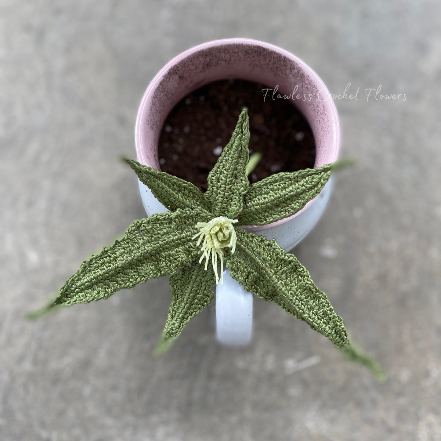 Euphorbia Francoisii Succulent