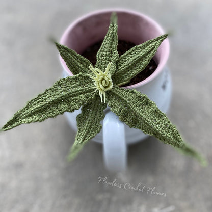 Euphorbia Francoisii Succulent