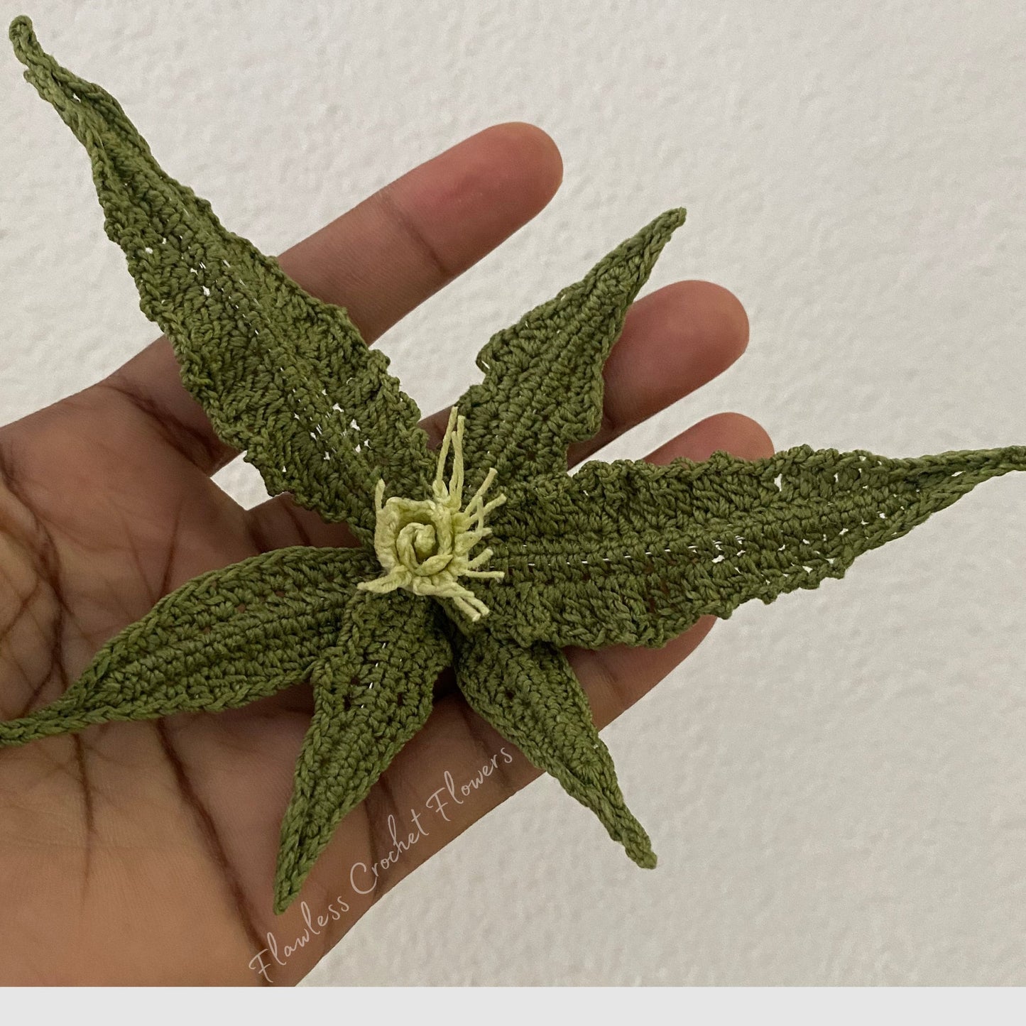 Euphorbia Francoisii Succulent