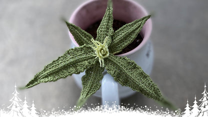 Euphorbia Francoisii Succulent