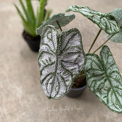 Dragon Scale Alocasia