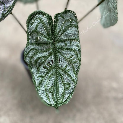 Dragon Scale Alocasia