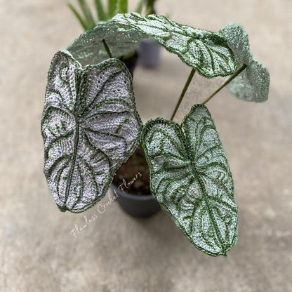 Dragon Scale Alocasia