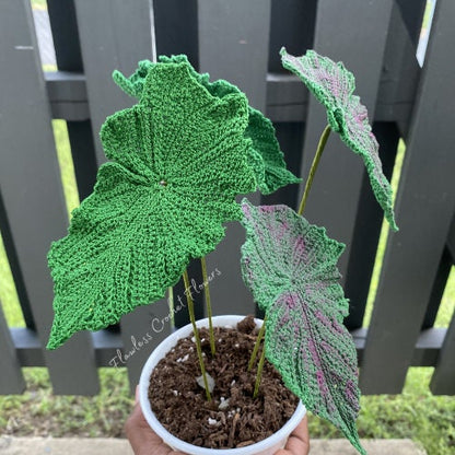 Angel Wing Begonia