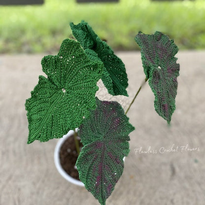Angel Wing Begonia