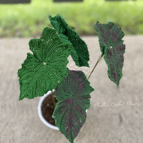 Angel Wing Begonia