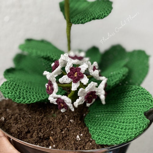 Crochet Hoya Kerrii