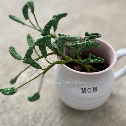 String Of Dolphins Succulent