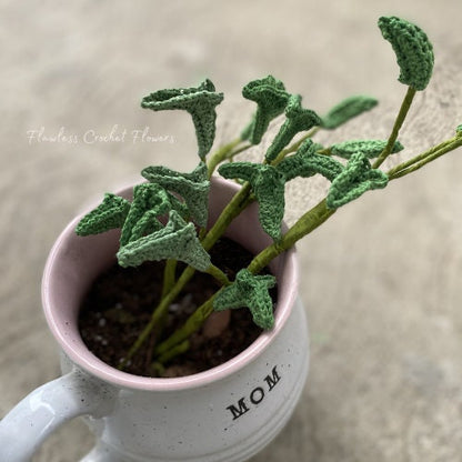 String Of Dolphins Succulent