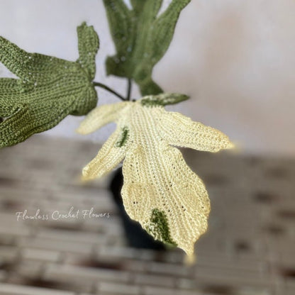 Philodendron Florida Ghost