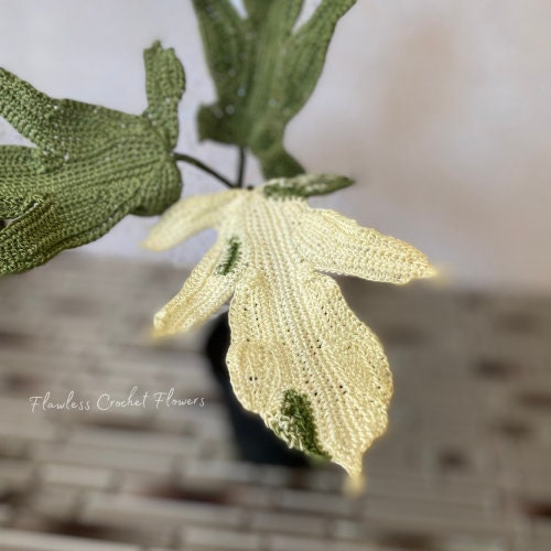Philodendron Florida Ghost