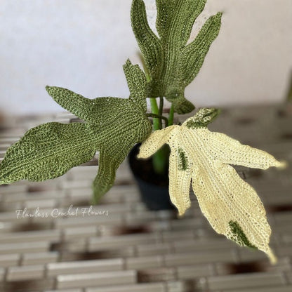 Philodendron Florida Ghost