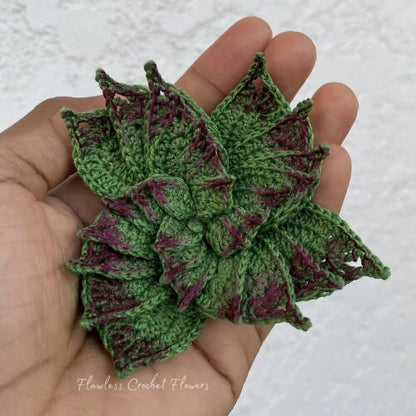 Spiraled Crassula Succulent