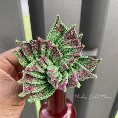 Spiraled Crassula Succulent