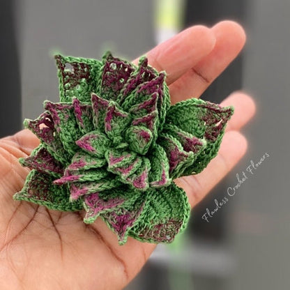 Spiraled Crassula Succulent