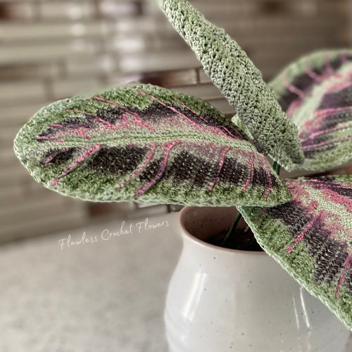 Silver Band Prayer Plant