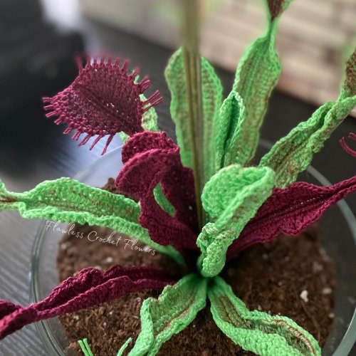 Maroon Monster Venus Flytrap